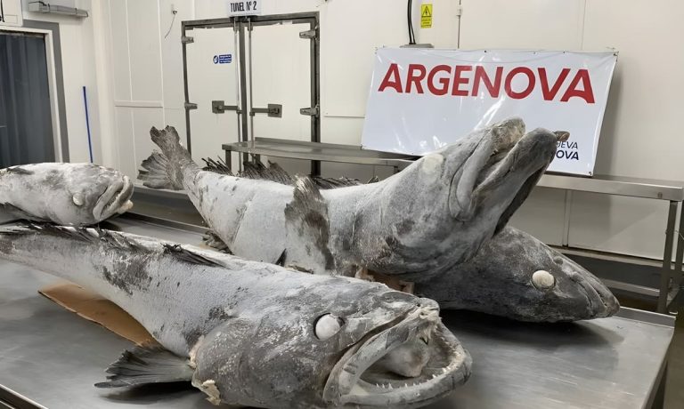 Merluza negra: Argenova vuelve a reclamar por las AMP y pide un permiso de pesca experimental