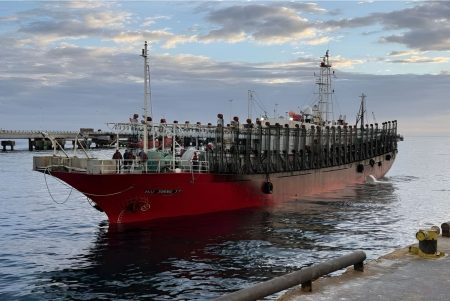 Con menor disponibilidad de calamar en el sur, inicia hoy la prospección al norte del paralelo 44°S