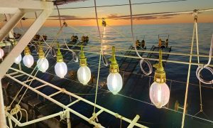 Calamar: prospección al norte del 44°S ante consultas del sector