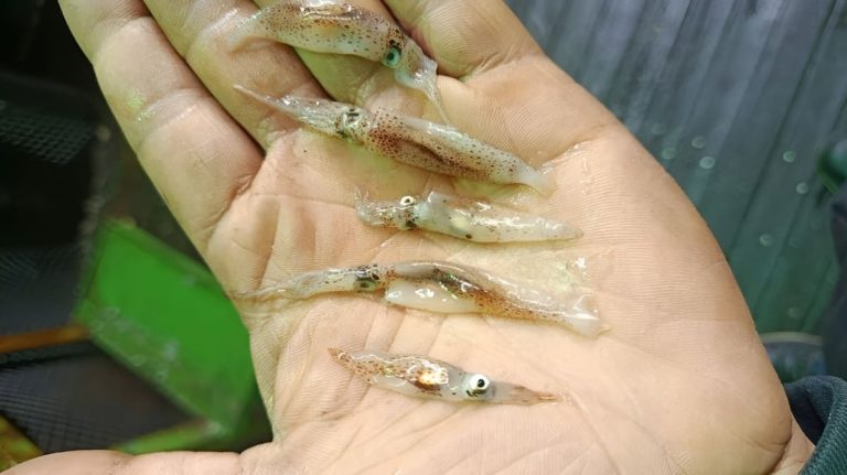 Calamar. Tallas y densidades no lograron consolidar la apertura al norte del paralelo 44°Sur