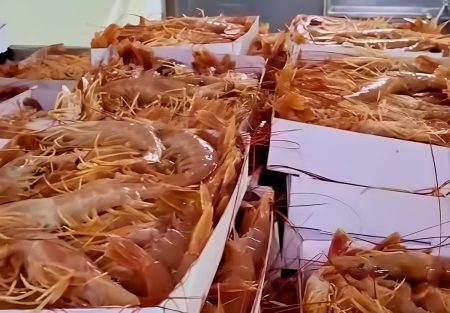 Con luz verde del INIDEP, arranca la temporada de langostino 2026 en aguas nacionales fuera de la ZVPJM