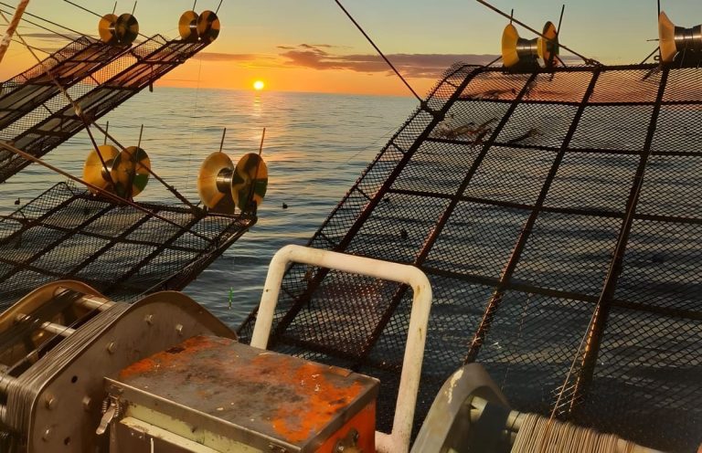 Calamar: prorrogan la prospección al norte del 44°S por alta presencia de ejemplares inmaduros