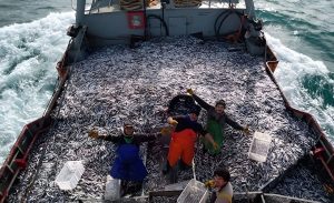 Chubut logró autorización para pescar anchoíta en la zona de veda de merluza