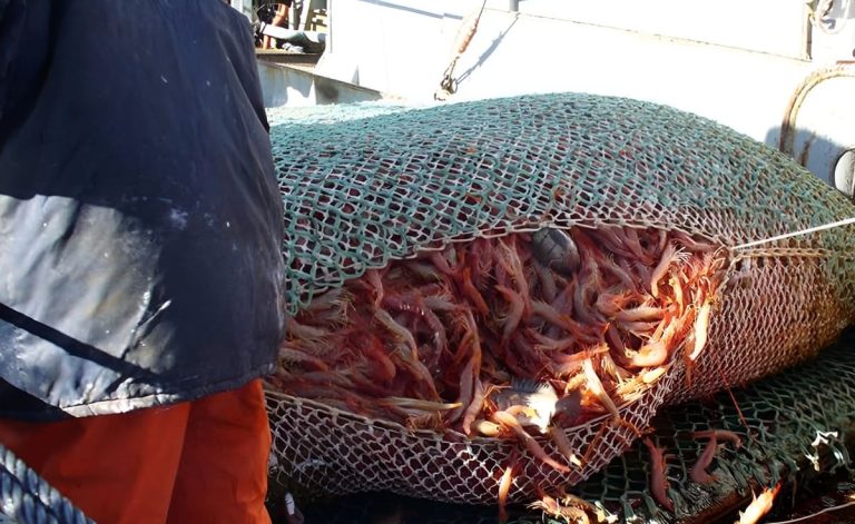Abren la inscripción para prospectar langostino en aguas nacionales