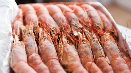 Langostino: hoy definen la apertura a la pesca comercial