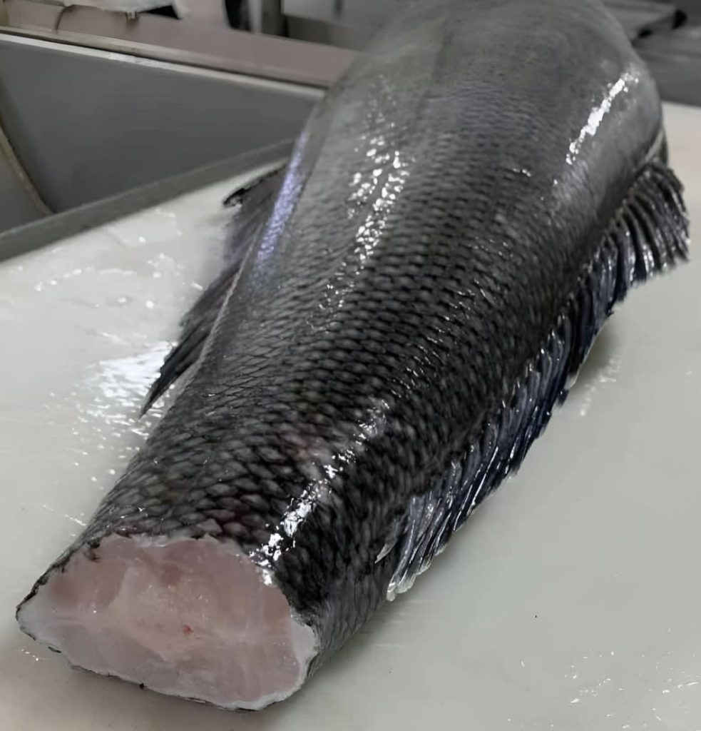 Merluza negra: 25 años bajo análisis oficial en una de las pesquerías más reguladas del mar argentino
