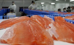 Senasa registró 11.573 toneladas de salmónidos y 6.109 toneladas exportadas de trucha desde la Patagonia