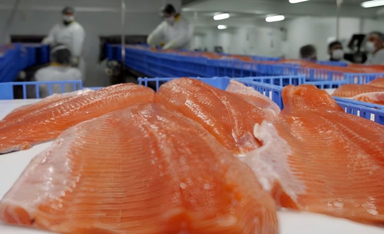 Senasa registró 11.573 toneladas de salmónidos y 6.109 toneladas exportadas de trucha desde la Patagonia