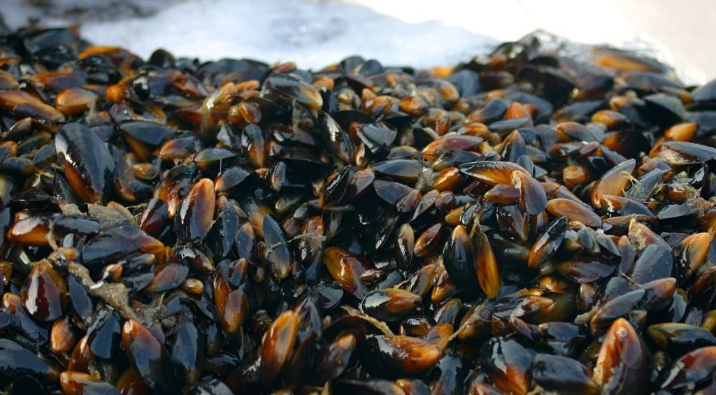 Tierra del Fuego busca consolidarse como polo acuícola con nuevas herramientas sanitarias y de trazabilidad