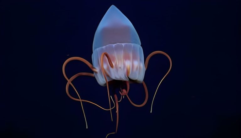 Científicos del CONICET buscarán nuevas especies en una zona inexplorada del Mar Argentino