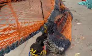 El principal encuentro mundial sobre artes de pesca llegará por primera vez a Sudamérica y tendrá sede en Mar del Plata