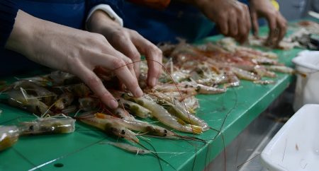El INIDEP inició una nueva campaña para evaluar el reclutamiento de langostino en el Golfo San Jorge