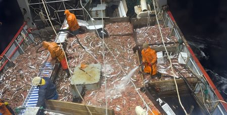 Langostino: la flota pierde marcas, aparece fauna acompañante y anticipan nuevas prospecciones