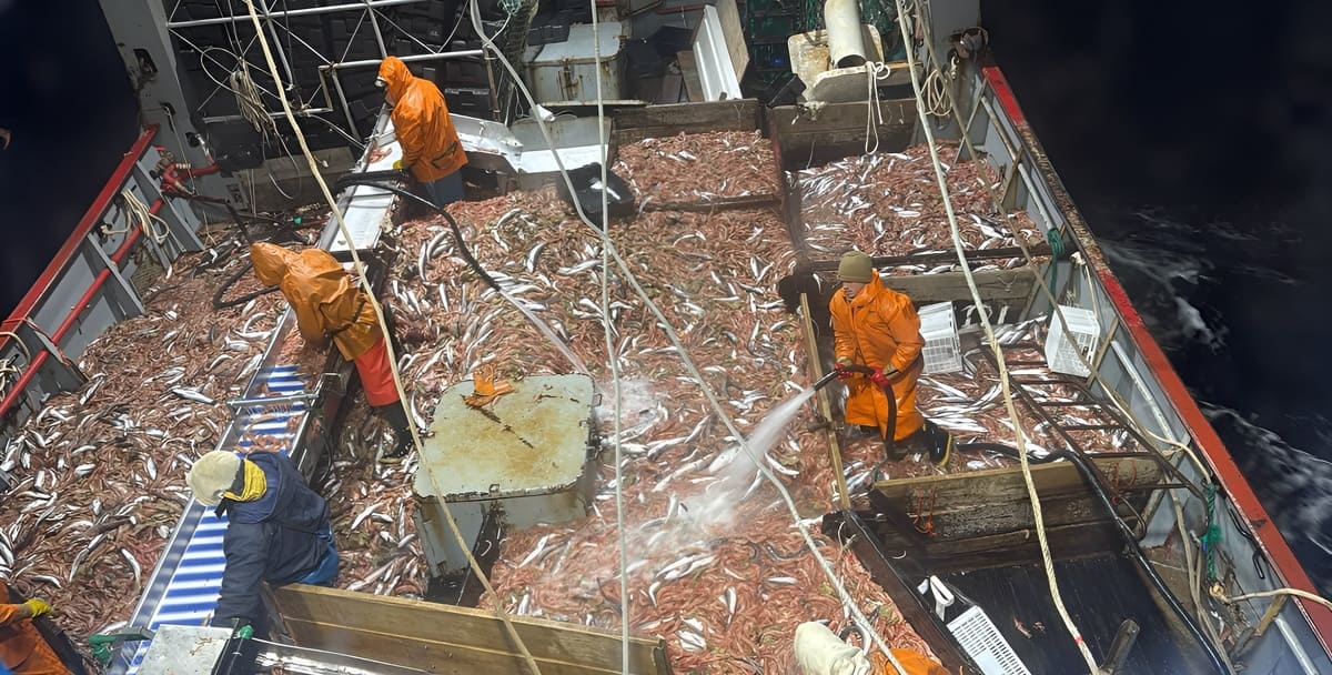 Langostino: la flota pierde marcas, aparece fauna acompañante y anticipan nuevas prospecciones