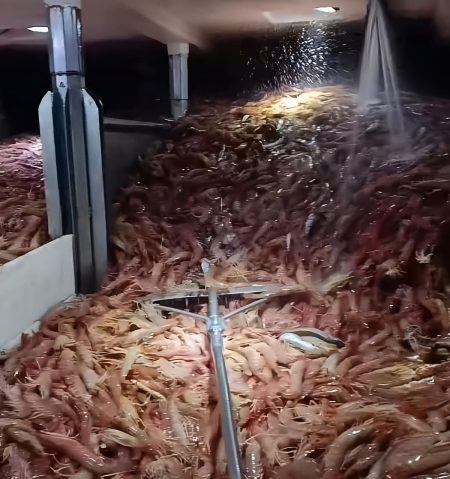 Langostino 2026: la temporada nacional se acerca a las 90 mil toneladas descargadas