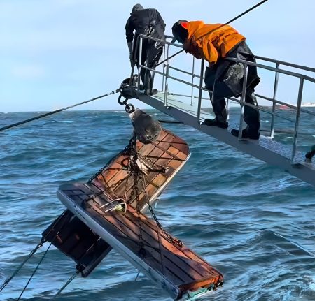 Langostino: tallas juveniles y fauna acompañante condicionan la apertura de las subáreas 11 y 12 Oeste
