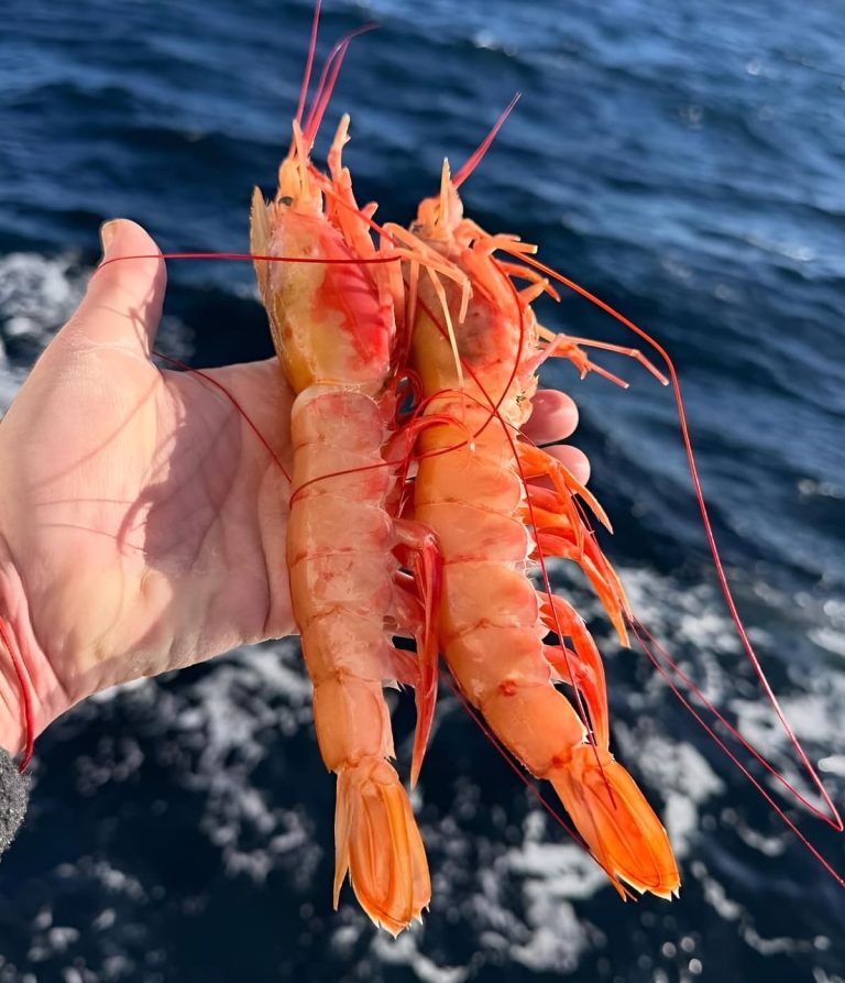 Actualizan el protocolo de calidad del langostino congelado a bordo