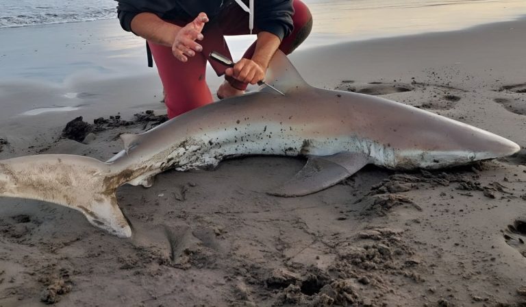 WCS Argentina alerta sobre estado de tiburones en el Mar Argentino