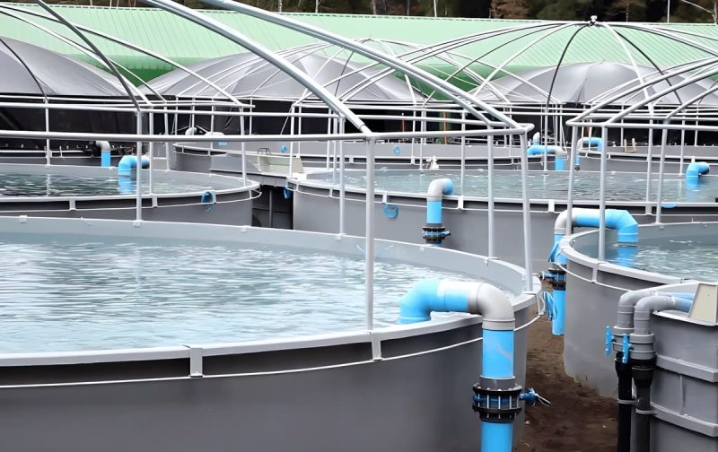 El agua como recurso estratégico: la tecnología que está cambiando la acuicultura