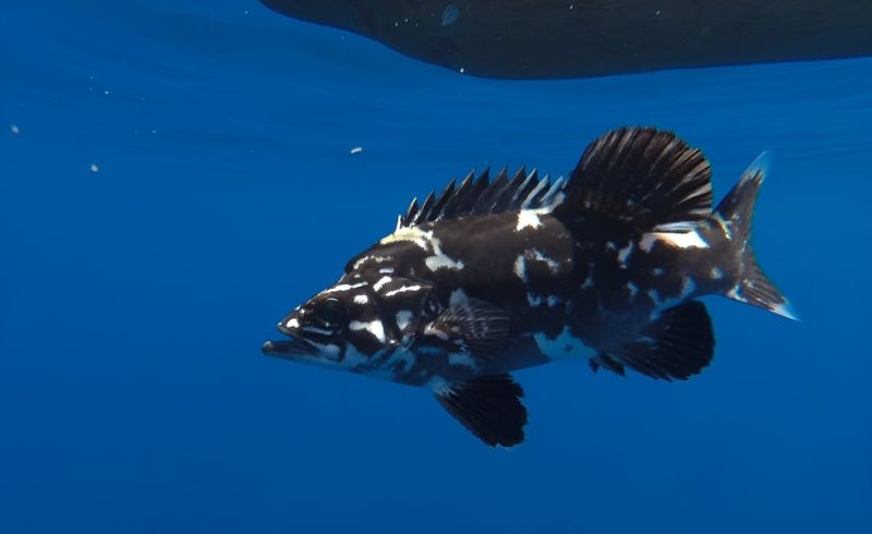 INIDEP logró criar juveniles de chernia nacidos en cautiverio