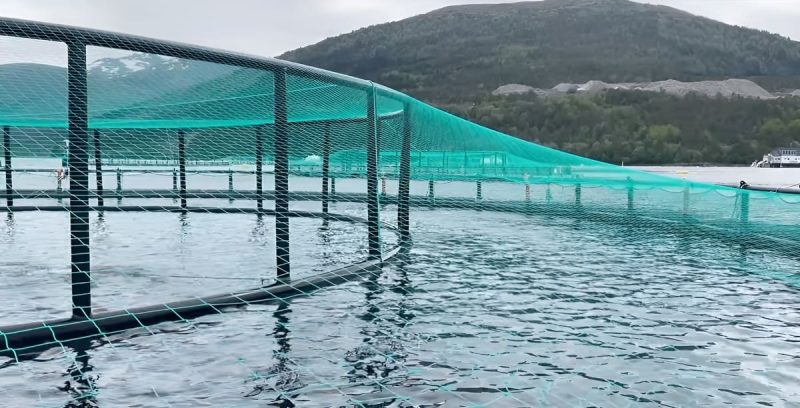 El Reino Unido consulta si habilita la salmonicultura industrial en Islas Malvinas