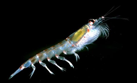La fiebre del Omega-3 agota en tiempo récord la cuota histórica de krill en la Antártida