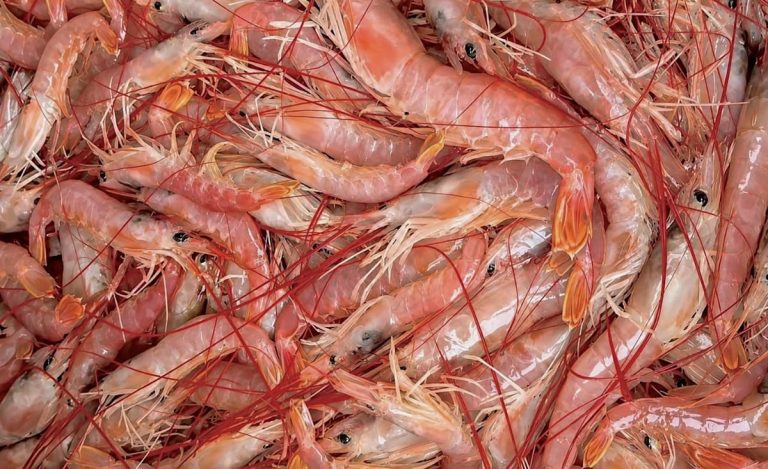 Langostino: habilitaron la pesca comercial en la Subárea 7 desde este domingo
