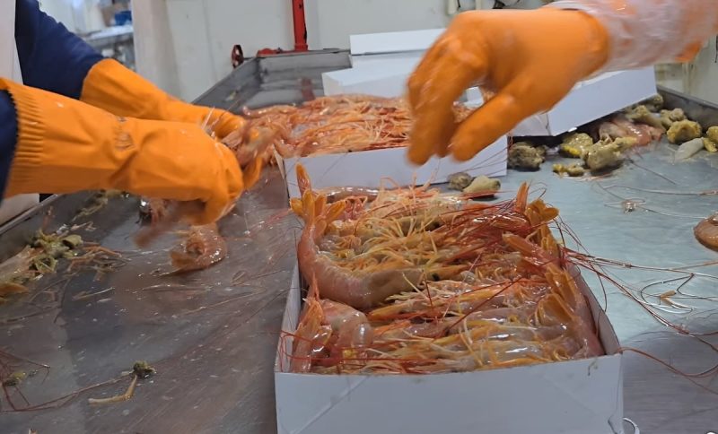 El INIDEP desarrolla la base técnica para definir una captura anual de langostino