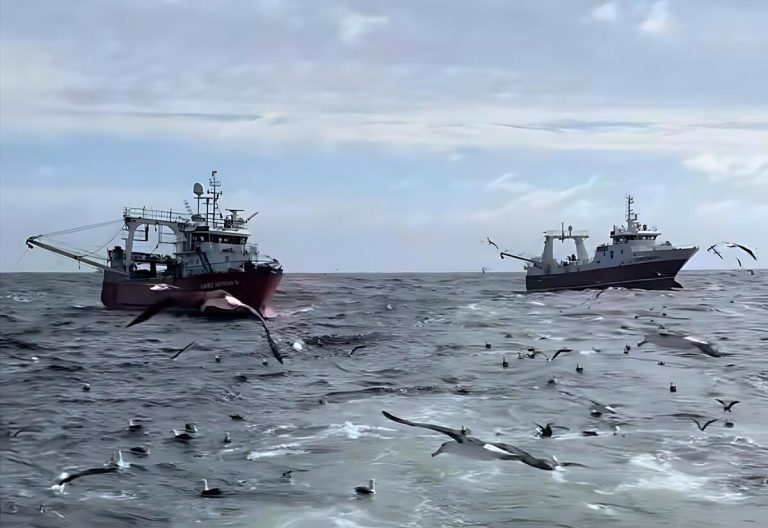 Langostino: la Subárea 7 completa la prospección y la 9 quedó sin evaluar