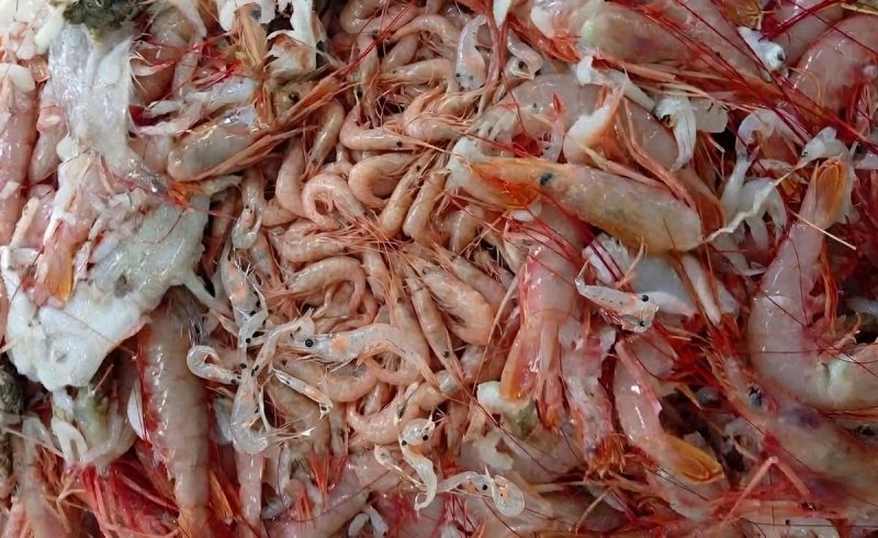 Poco langostino y mucha merluza juvenil: Pesca mantuvo cerrada la Subárea 13