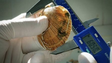 El INIDEP inició una nueva evaluación de la vieira patagónica en la Unidad de Manejo B