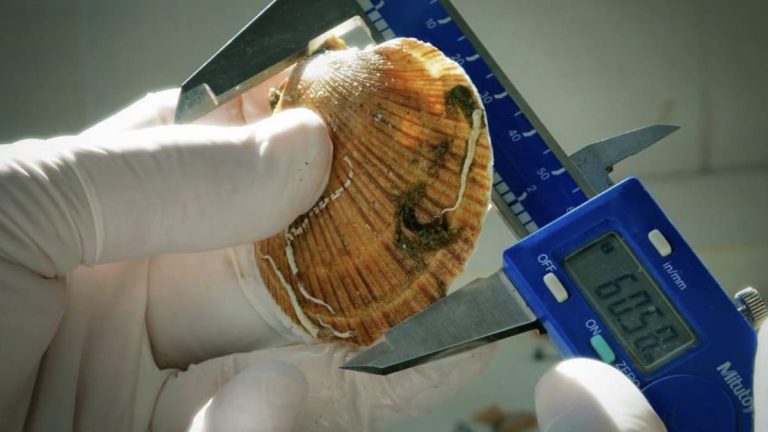 El INIDEP inició una nueva evaluación de la vieira patagónica en la Unidad de Manejo B