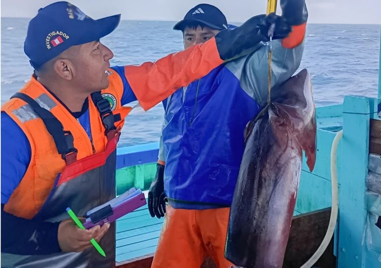 Perú despliega un amplio esquema de evaluación sobre el calamar gigante