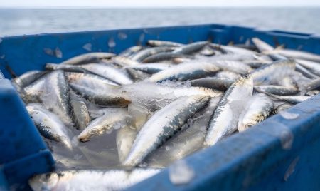 El CFP aprobó una pesca experimental de sardina fueguina promovida por Santa Cruz