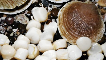 El CFP amplió las áreas de pesca de vieira patagónica