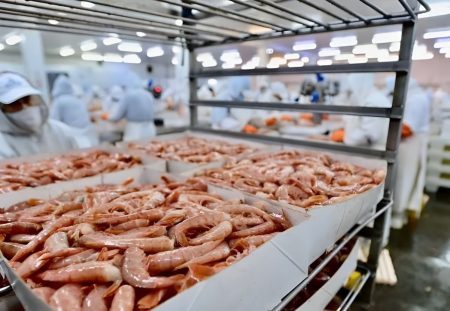 Chubut formará auxiliares en control de calidad del langostino con un curso de 150 horas