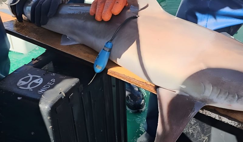 El INIDEP busca rastrear tiburones por satélite y conocer sus migraciones
