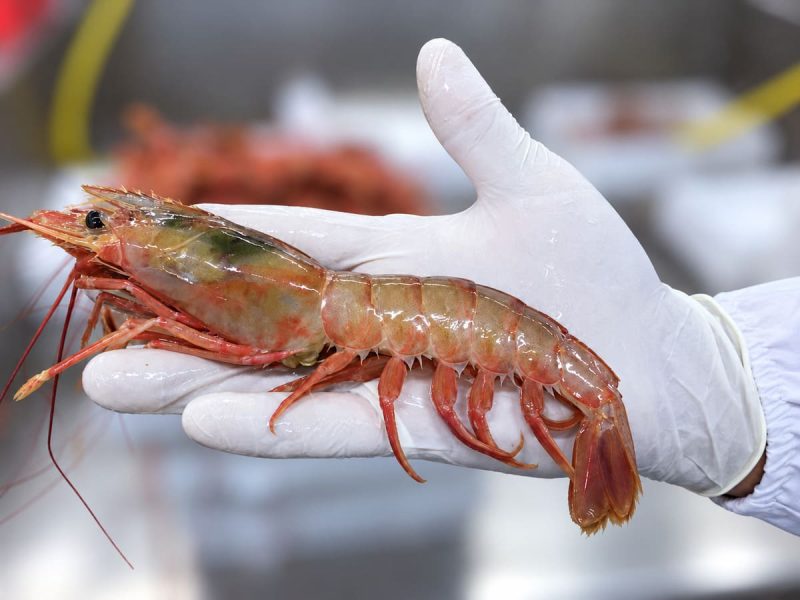 Langostino: la campaña del INIDEP detectó mayor cantidad de ejemplares pero ocho de cada diez son juveniles