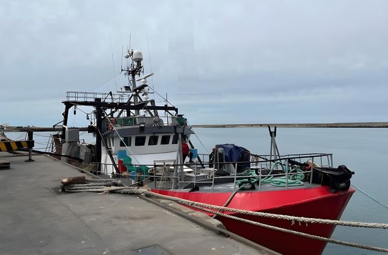 Merluza común: probarán una red danesa como arte de pesca alternativo