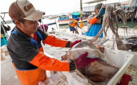 Sonapescal vincula la expansión de la flota artesanal con la caída del precio de la pota