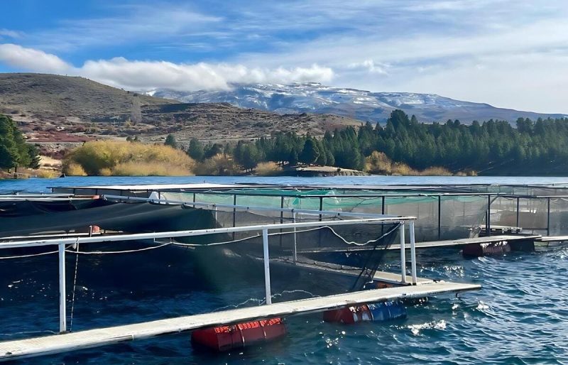 Argentina establece por primera vez un marco sanitario para la piscicultura comercial