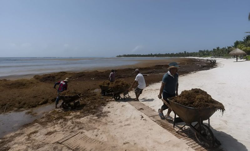 NASA mide 33.6 millones de toneladas de sargazo y expone una amenaza creciente para la pesca del Caribe