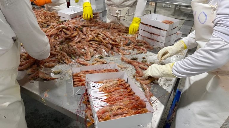 Conarpesa busca duplicar el procesamiento de langostino y sumar empleo