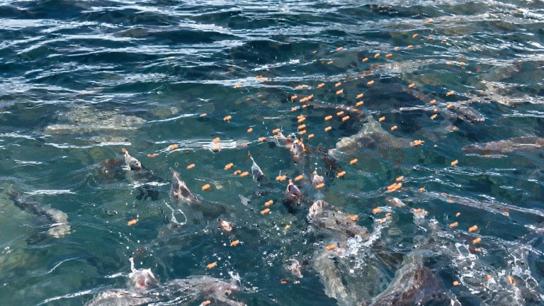 El encarecimiento de la harina de pescado acelera la búsqueda de alternativas para la acuicultura