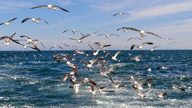 El CFP convoca a Parques Nacionales para ordenar la pesca en Yaganes y Namuncurá-Burdwood