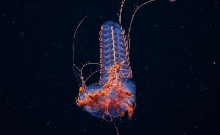 La expedición Talud Continental IV recibió un reconocimiento internacional por su aporte a la ciencia marina