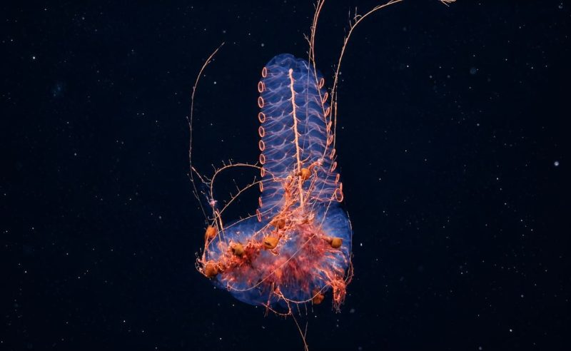 La expedición Talud Continental IV recibió un reconocimiento internacional por su aporte a la ciencia marina