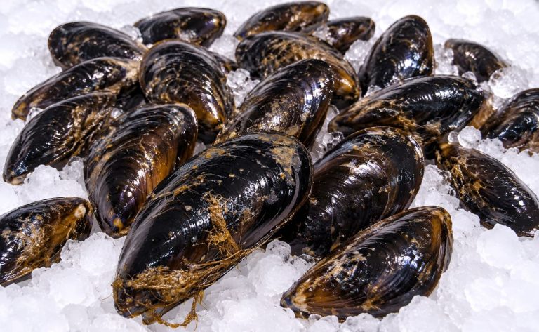 Chubut veda la extracción de moluscos en el norte del golfo San Jorge por marea roja