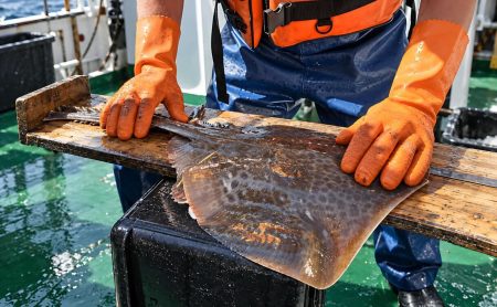 El Mar Argentino regresó a puerto tras investigar la veda de tiburones y rayas