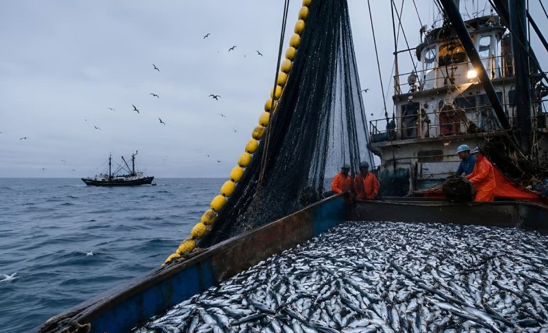 Perú frena la segunda temporada de anchoveta y agrava la escasez mundial de harina y aceite de pescado